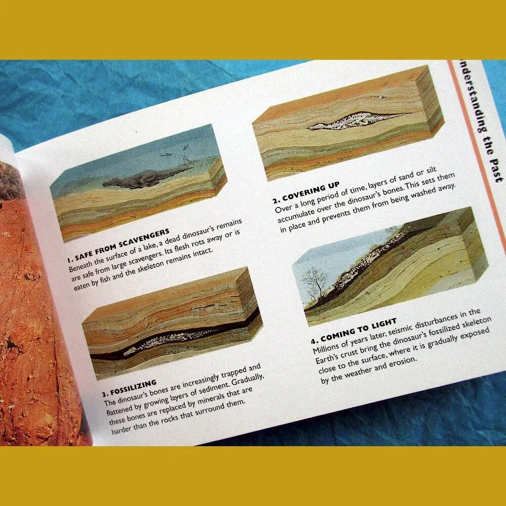 Book - The Little Guides: Dinosaurs, ed. by Dr. Paul Willis - Picture 4 of 16